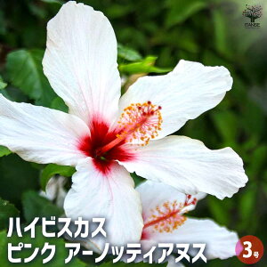 y}\N[|zzznCrXJX sNA[mbeBAkX y Ԗؕc 3 z nCA Hibiscus An AA K MщԖ c c Ԃ̕c A