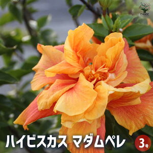 ySSԑSi10OFFznCrXJX }_y y Ԗؕc 3 z nCA Hibiscus An AA K MщԖ c c Ԃ̕c A