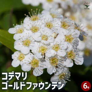 yzRf} S[ht@Ee y Ԗؕc 6^1 z { { e}oi | XYJP 񂹐A