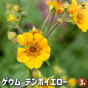 y}\N[|zzzQE e|CG[ y ԕc 3 z ԕc Ԃ̕c  c K[fjO