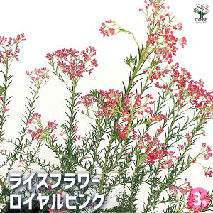 y}\N[|zzzCXt[ CsN y Ԗؕc 3 z Ԃ̕c Ԗ؂̕c Ԗ hCt[ K[fjO