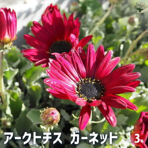 yzA[Ng`X K[lbg y ԕc 3 z nSMN AtJ Arctotis xjW[ ANg[eBX Hߋe LN ANgeBX