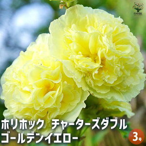 【送料無料】ホリホック チャーターズダブル ゴールデンイエロー 【 花苗 3号 】 花苗 お花の苗 花 生け花 切花 切り花 花木 庭木 庭 庭園 鉢植え 育てやすい 寄せ植え ガーデニング