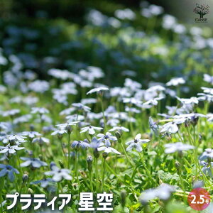 yzveBA  y ԕc 2.5 z ԕc Ԃ̕c   ؉ ؂ Ԗ   뉀 A Ă₷ 񂹐A K[fjO