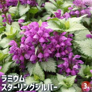 yz~E X^[OVo[ y ԕc 3 z Ԃ̕c  c J[[t̕c J[[t xq IhR\E