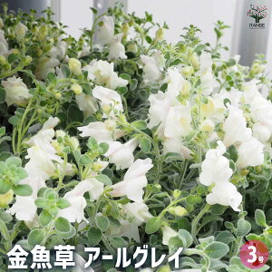 yzLM\E() A[OC y ԕc 3 z ԕc Ԃ̕c J[[t sN̉ K[fjO