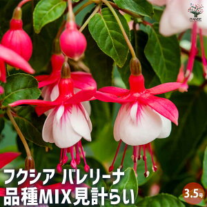 yztNVA o[i iMIXv炢 y ԕc 3.5 z ԕc Ԃ̕c tNVA Fuchsia spp AJoi N ӏ K[f A A