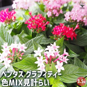 yzy^X OtBeB[ FMIXv炢 y ԕc 3.5 z ԕc Ԃ̕c   ؉ ؂ Ԗ   뉀 A Ă₷ 񂹐A K[fjO