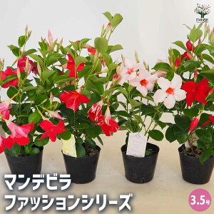 yz}fr t@bVV[Y y ԕc 3.5 z Ԗ Ԃ̕c Ԗ؂̕c N c