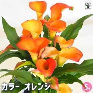 【送料無料】カラー オレンジ 【 花苗 5号 】 オランダ リリー カラーリリー 多年草 花言葉 華麗 園芸品種 苗木 庭木 ガーデニング