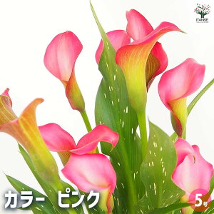 yzJ[ sN y ԕc 5 z I_ [ J[[ N Ԍt ؗ |i c  K[fjO