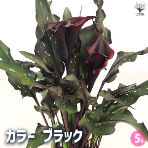 yzJ[ ubN y ԕc 5 z I_ [ J[[ N Ԍt ؗ |i c  K[fjO