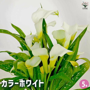 yzJ[ zCg y ԕc 5 z I_ [ J[[ N Ԍt ؗ |i c  K[fjO