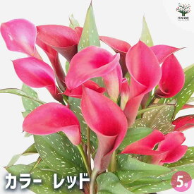 【マラソン★クーポン配布中】カラー レッド 【 花苗 5号 】 オランダ リリー カラーリリー 多年草 花言葉 華麗 園芸品種 苗木 庭木 ガーデニング