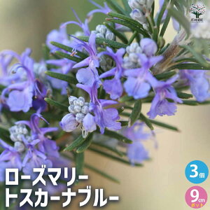 yz[Y}[ gXJ[iu[ (  ) n[uc 9cm|bg 2` [Y}[c hCn[u _ OhJo[ x_ 뉀 A}es[ n[ueB[ In |v 