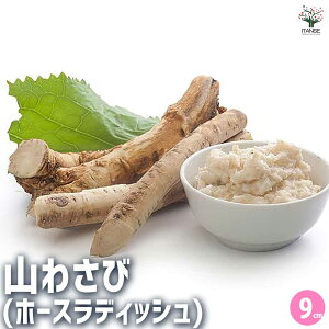 y}\N[|zzzR킳 n[u̕c 9cm|bg ~g n[u Ă₷ v mint herb Ԃ̕c J[[t OhJo[ nMO  [