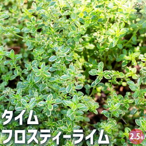 ySSԑSi10OFFz^C tXeB[C n[u̕c 2.5|bg n[u̕c c ^C n[uc n[u herb V\  ^C   [