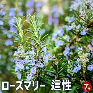 yz[Y}[  n[u̕c 7|bg 1 [Y}[̕c herb n[u n[uc K[fjO ƒ؉  [