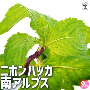 yzjznbJ AvX n[u̕c 9cm|bg 3Zbg n[u {̃n[u anbJ n[ueB[  K[fjO  [