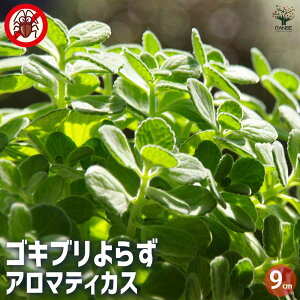 y}\N[|zzzSLu炸 A}eBJX n[u̕c 9cm vNgTX A{CjNX nbJ ~g  [