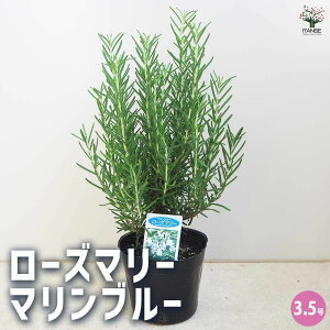 yz[Y}[ }u[ n[u̕c 3.5 [Y}[̕c herb n[u n[uc K[fjO ƒ؉  [