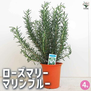 yz[Y}[ }u[ n[u̕c 4 [Y}[̕c herb n[u n[uc K[fjO ƒ؉  [