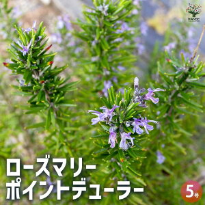 yz[Y}[ |Cgf[[ n[u̕c 5 1  [