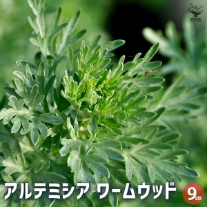 yzAe~VA [Ebh n[u̕c 9cm|bg ԕc Ԃ̕c  J[[t Vo[[t  [