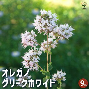 yzIKm O[NzCg n[u̕c 9cm|bg ԃIKm KN̕ۂǂ̂ŁA؂ԂhCt[ɂg܂  [