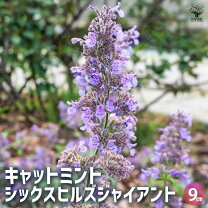 楽天市場】寄せ植え ギフト（種類（植物）ミント）（苗物 