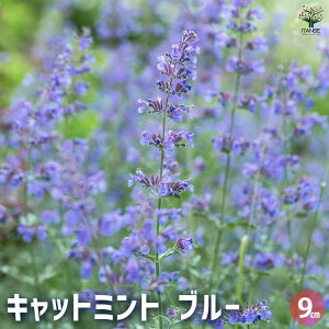 yzLbg~g u[ n[u̕c 9cm|bg ly^ CknbJ ϊ n[u n[u̕c ԕc Ԃ̕c v K[fjO  [