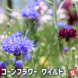 yzR[t[ Ch n[u̕c 9cm|bg herb n[u n[uc K[fjO ƒ؉  [