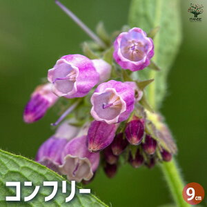 yzRt[ n[u̕c 9cm|bg herb n[u n[uc K[fjO ƒ؉  [