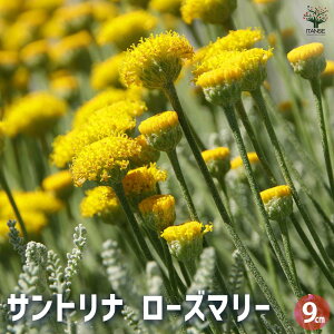 yzTgi [Y}[ n[u̕c 9cm|bg Vo[[t t n[u u₩ȍ |v 悯 K[fjO  [