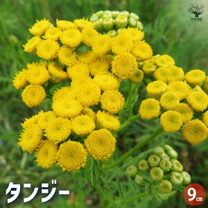 yz^W[ n[u̕c 9cm|bg herb n[u n[uc K[fjO ƒ؉  [