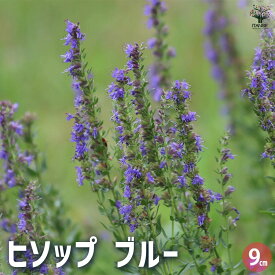【送料無料】ヒソップ ブルー ハーブの苗 9cmポット herb ハーブ ハーブ苗 ガーデニング 家庭菜園 送料無料 即納
