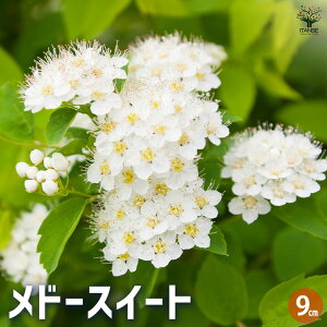 yzh[XC[g n[u̕c 9cm|bg herb n[u n[uc K[fjO ƒ؉  [