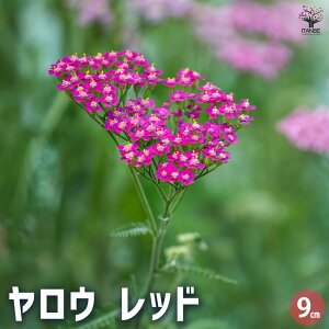 yzE bh n[u̕c 9cm|bg herb n[u n[uc K[fjO ƒ؉  [