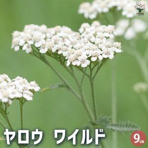 yzE Ch n[u̕c 9cm|bg herb n[u n[uc K[fjO ƒ؉  [