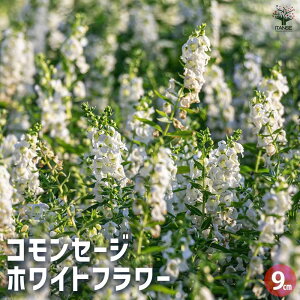 yzRZ[W zCgt[ n[u̕c 9cm|bg Hpn[u  R NETrA pTrA K[fjO  [