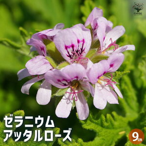 yz[jE Ab^[Y n[u̕c 9cm|bg Ԃ̕c [jEc [jE̕c ԕc   [