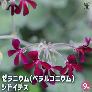 【送料無料】ゼラニウム シドイデス ハーブの苗 9cmポット 花の苗 ゼラニウム苗 ゼラニウムの苗 花苗 花 送料無料 即納