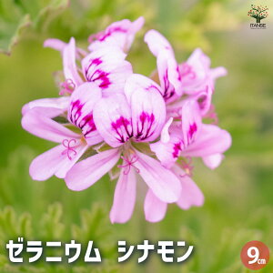 yz[jE Vi n[u̕c 9cm|bg Ԃ̕c [jEc [jE̕c ԕc   [