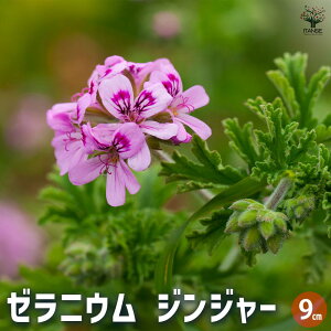 yz[jE WW[ n[u̕c 9cm|bg Ԃ̕c [jEc [jE̕c ԕc   [