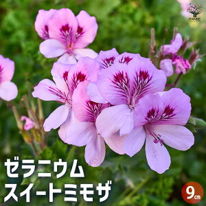 yz[jE XC[g~U n[u̕c 9cm|bg Ԃ̕c [jEc [jE̕c ԕc   [