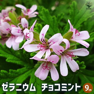 yz[jE `R~g n[u̕c 9cm|bg Ԃ̕c [jEc [jE̕c ԕc   [