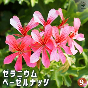 【送料無料】ゼラニウム ヘーゼルナッツ ハーブの苗 9cmポット 花の苗 ゼラニウム苗 ゼラニウムの苗 花苗 花 送料無料 即納