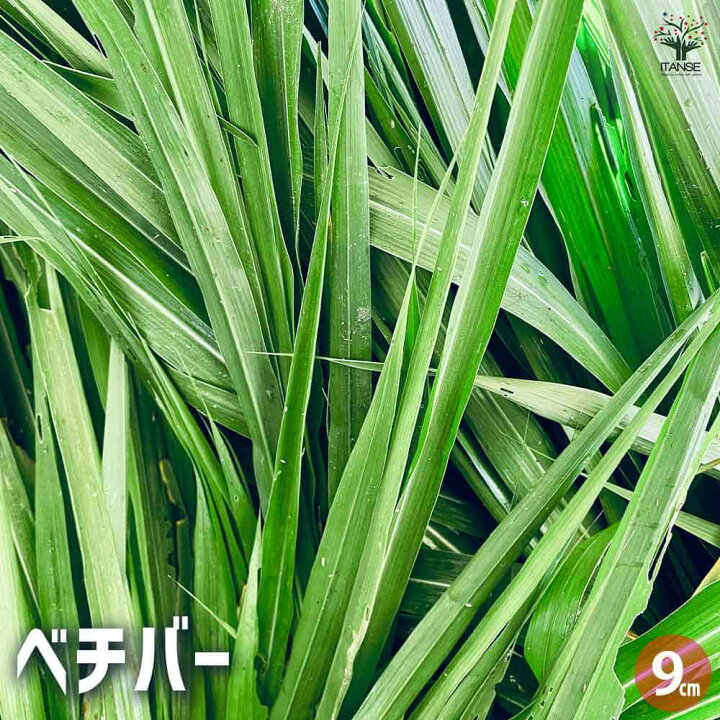 楽天市場】【送料無料】ベチバー ハーブの苗 9cmポット 半耐寒性 常緑 