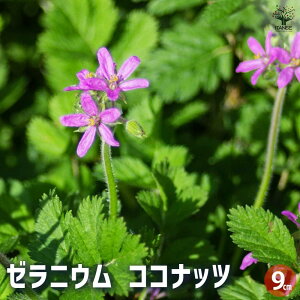 yz[jE RRibc n[u̕c 3 Ԃ̕c [jEc [jE̕c ԕc   [