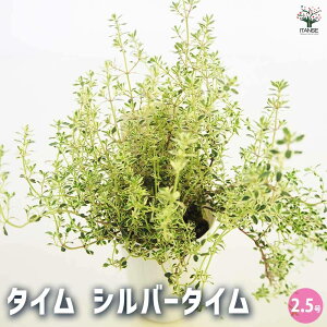 ySSԑSi10OFFz^C Vo[^C n[u̕c 2.5 n[u̕c c ^C n[uc n[u herb V\  ^C   [